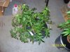 102_1827.jpg
