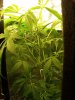 qazwers1-albums-first-grow-picture88777-2-weeks-flower.jpg