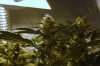 burmese kush (4).JPG