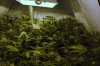 burmese kush (6).JPG