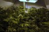 burmese kush (8).JPG