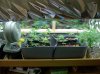 bourbonandsin-albums-first-time-picture88898-new-veg-cab-homemade.jpg