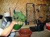 HoLE's NL times Skunk Garage Grow 041.jpg