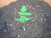 herb3.jpg