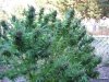 09 med garden 6 plants @082809 006.jpg