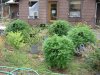 09 med garden 6 plants @082809 003.jpg