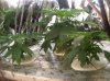 100_1698.jpg