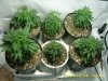 plants1.jpg