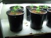 veg room 002.jpg