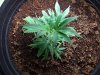Plant 1.jpg