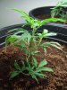 Plant 1 side.jpg