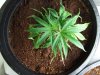 Plant 2.jpg