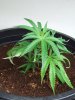 Plant 2 side.jpg