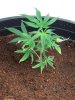 plant 3 side.jpg