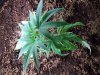 Plant 4 (2).jpg