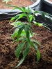 plant 4 side (2).jpg