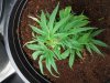 Plant 5 (2).jpg