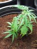 Plant 5 side.jpg