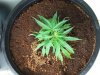 plant 6.jpg