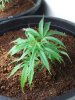 Plant 6 side.jpg