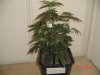 DSC00418.jpg