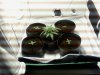 Weed1.jpg