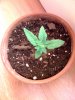 grow32.jpg