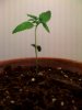 grow4.jpg