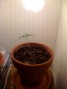 grow6.jpg