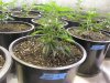 grow10.jpg grow10.jpg
