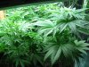 rydub-albums-wonder-woman-ppp-grow-picture89474-vegin-lookin-good.jpg