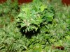 DSC01573.jpg