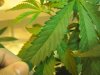 plant_prob.jpg