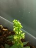10-29 bud.jpg