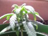 Picture 004.jpg