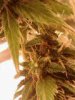 bud2.jpg