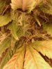 trichs.jpg
