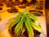 hwy420-albums-g-room-picture90121-11-01-2009-clone.jpg