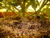 HoLE's Northern Lights times El Nino Skunk 003.jpg