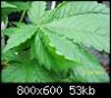 100_0411.jpg
