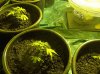 vert pot2.jpg