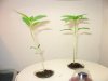 plant 001.jpg