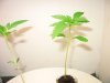 plant 003.jpg