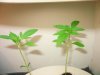 plant 004.jpg