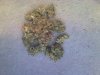Snapshot_20091103_9.jpg