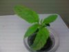 greens 004.jpg