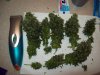 harvest.jpg