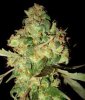 afghan-kush-marijuana-seeds.jpg
