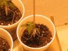 grow 056.JPG