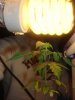 plant226.JPG